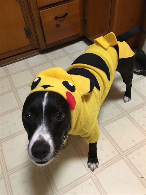 Heres My Dog In His Halloween Costume Dinosaur Stuffed Animal