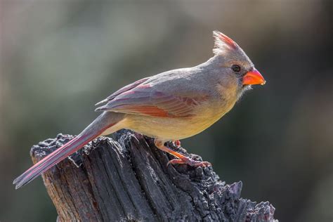 Mrs Cardinal T Kahler Photography