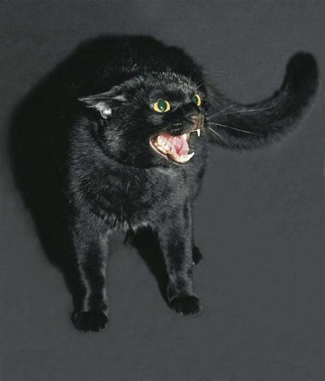 Scary Halloween Cat Challenge。 ☆ ･ Black Cat Society Amino Amino