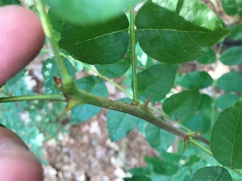 Prickly Ash Or Black Locust Plantdoc