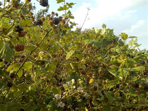 Floridas 7 Wild Edible Plants Fleet Farming