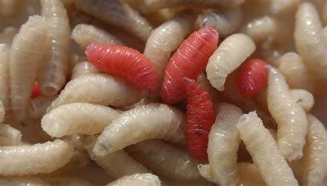 Why Do Maggots Grow On Meat Sciencing