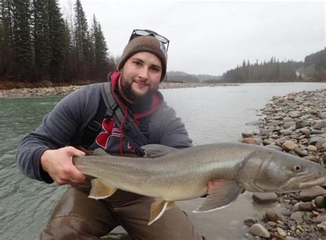 State Of Albertas Bull Trout The Bushwhackers Society
