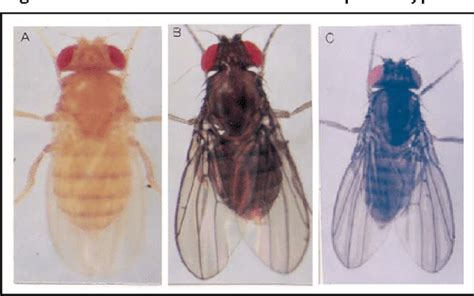 Figure 2 From Teaching And Learning Genetics With Drosophila 2 Mutant