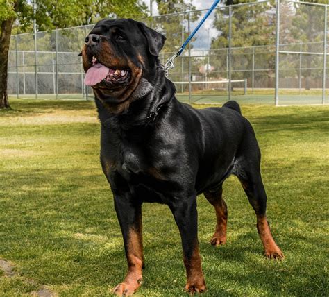 Richard storlie on blue eyed german shepherd for sale. Rottweiler Puppies For Sale | Bakersfield, CA #186308