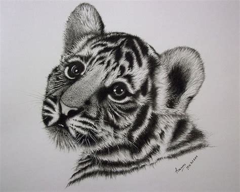 Cute Tiger Cubs Drawing