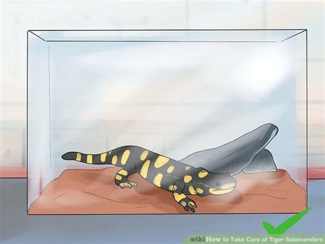 How To Take Care Of Tiger Salamanders 10 Steps With Pictures
