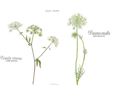 Water Hemlock And Queen Annes Lace Watercolor Botanical Etsy Queen
