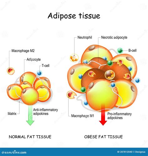 Adipocitos Obesidad E Inflamación Tejido Adiposo Normal Y Obeso