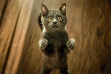 Check spelling or type a new query. Koleksi Gambar Kucing Comel Manja Gebu Lucu & Cute (Kartun ...