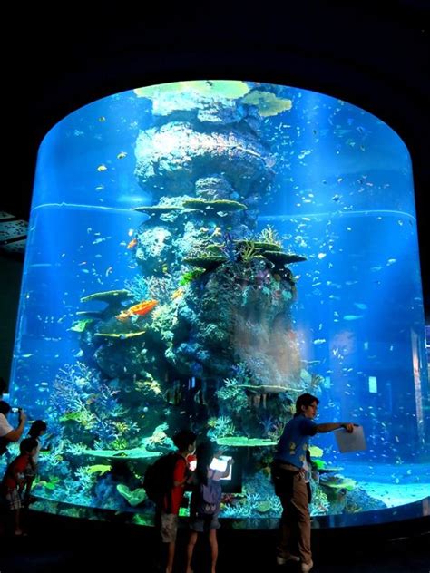 Worlds Largest Oceanarium Marine Life Park At Rws Singapore Sights
