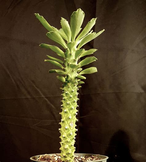 Succulent Types Long Stem Types Of Succulent Plant