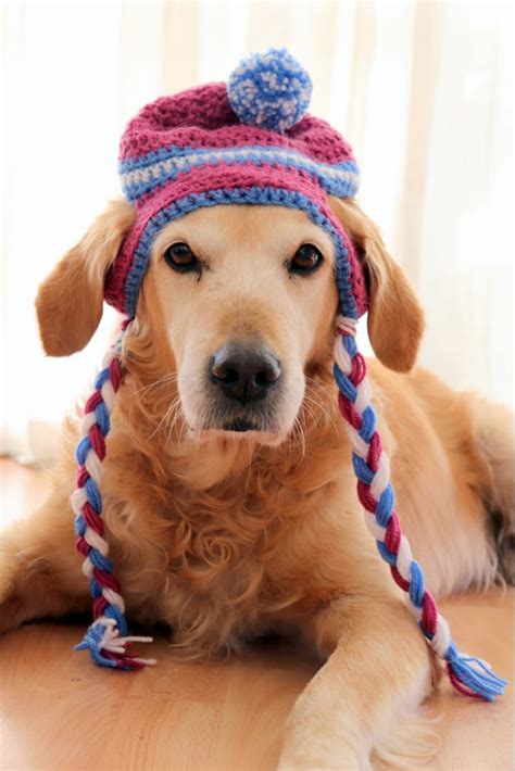 Crochet Dog Hat Pattern Crochet Beanie Hat Pattern For Large Etsy 日本