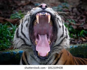 Front Views Tiger Opens Mouth Kuala Stock Photo Shutterstock