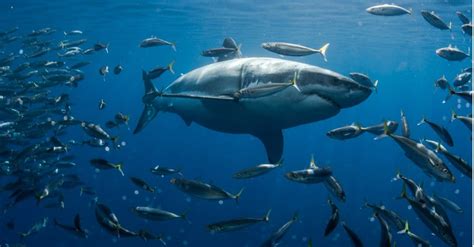 10 Incredible Great White Shark Facts Wiki Point