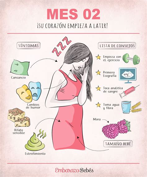 Segundo Mes De Embarazo Mes 2 Primeros Síntomas De Embarazo