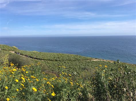 Ocean Trails Reserve Rancho Palos Verdes What To Know Before You Go