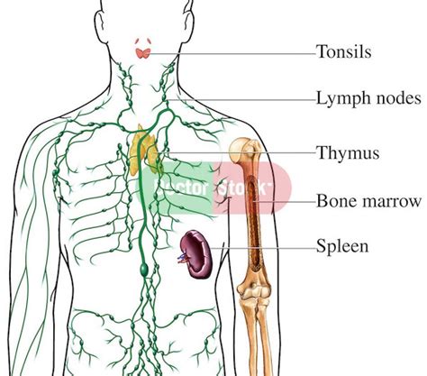 Lymphatic System Lymph Nodes Diagram Human Anatomy Diagram
