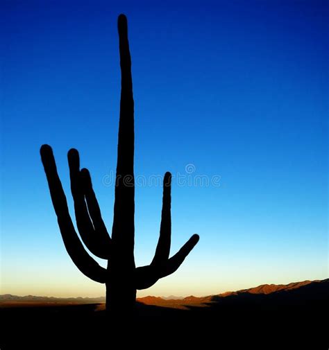 Saguaro Cactus Sunrise In Desert Stock Image Image Of Plant