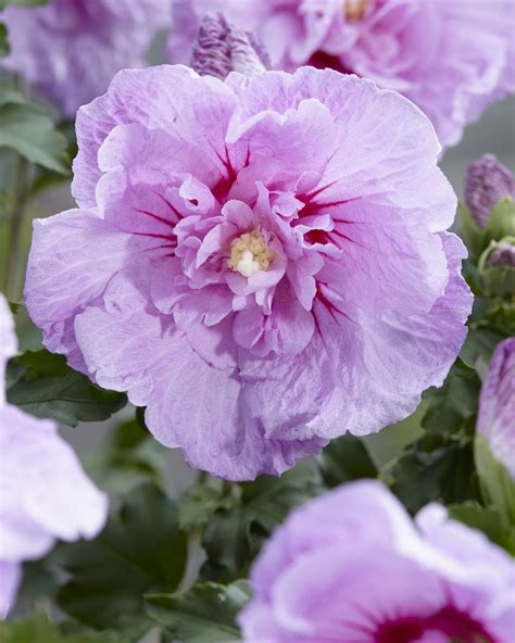 Hibiscus Syriacus Lavender Chiffon Double Flowered Tree Hollyhock