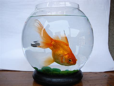 Dsc04926 Goldfish Water Fish Fishbowl Animal Themes P Flickr