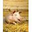 Domestic Pig  Stock Image C014/4213 Science Photo Library