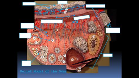 Relief Model Of The Ovary Model 1 Diagram Quizlet