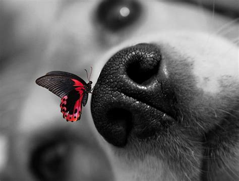 What The Hell Are You Doing On My Nose Red Funny Butterfly Dog Hd