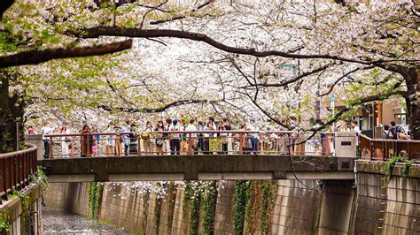 Sakura In Tokyo Meguro River Cherry Blossoms Promenade 2021 Youtube