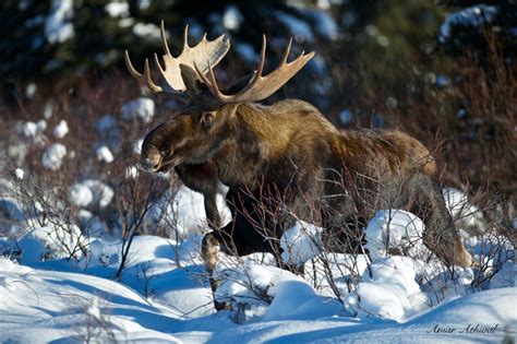 Moose — Banff Moments