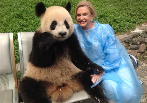 Congresswomans Long Quest Bringing Pandas To New York The New York