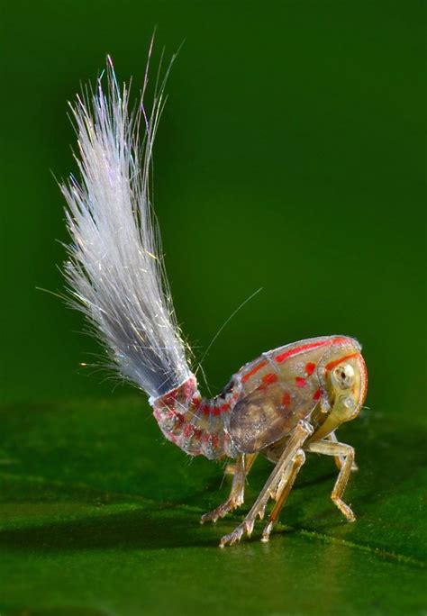 Böceklerin İlginç Dünyası ve Envai Çeşitliliği Kaç Farklı Böcek Türü