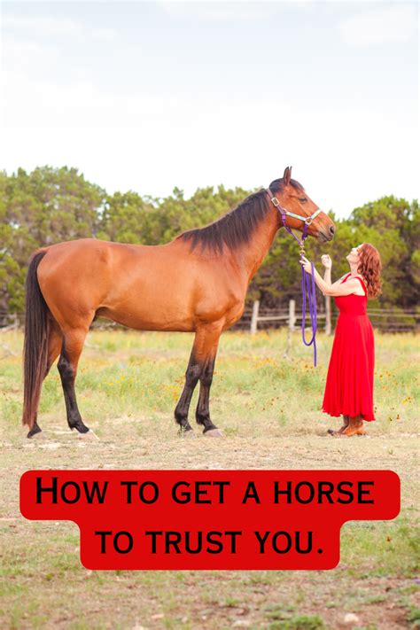 How To Get A Horse To Trust You Julie Bradshaw