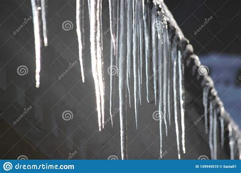 Water Drops On The Roof Icicles Melt Under Influence Of Warm Air And