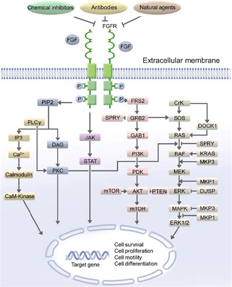 The Fgf Fgfr Signaling Pathway Fgf Fgfr Exhibits Its Physiological Download Scientific Diagram