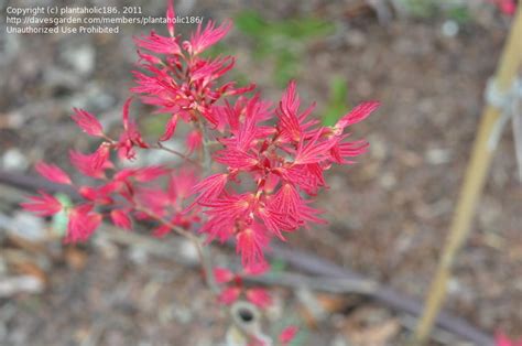 Plantfiles Pictures Japanese Maple Wilsons Pink Dwarf Acer
