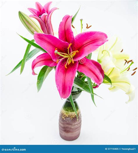 The Red And White Lilies Stock Image Image Of Closeup 37710405