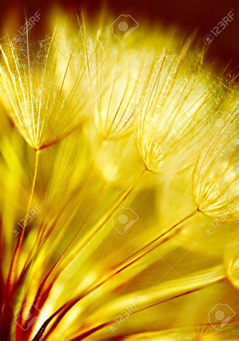 Soft Dandelions Flower Extreme Closeup Abstract Spring Nature