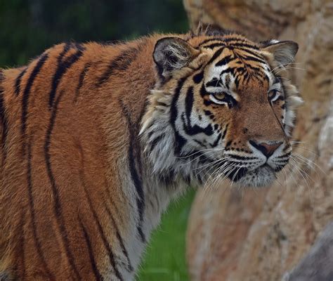 Sibirischer Tiger Panthera Tigris Altaica Foto And Bild Natur Zoo