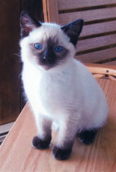 101 Best Images About ♥balinese Cats♥ On Pinterest