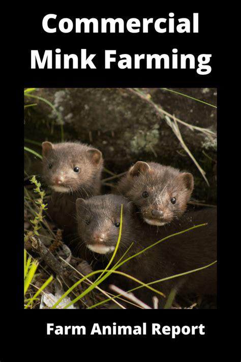 Ultimate Guide Commercial Mink Farming