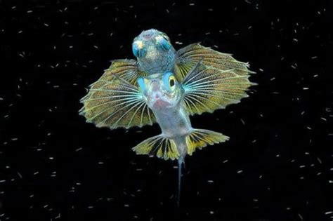 Amazing Wonders Underwater Photographs Amazing Wonders