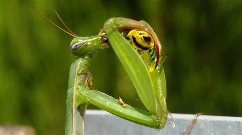 Free Images Wildlife Green Praying Mantis Insect Amphibian Fauna