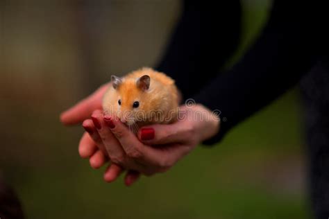 Hamster Stock Image Image Of Affection Nature Care 55136167