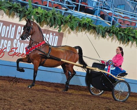 Absolute Eye Candy World Champion Futurity Classic Pleasure Driving 3