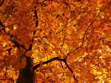 Leaf Canopy In Fall Autumn Trees Autumn Landscape Picture Tree