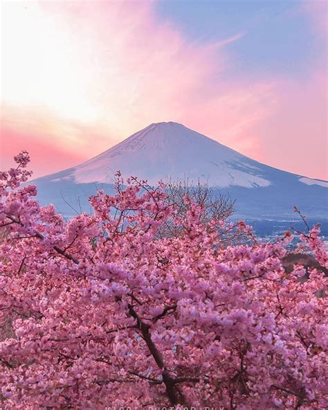 Cherry Blossoms And Mtfuji Japan By Kaori Hoshimoto 桜 Cherryblossom