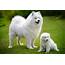 Samoyed Dog Breed Puppy Info And Characteristics  Azdogbreeds