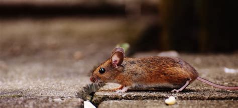 Brown Mouse On Brown Tile · Free Stock Photo