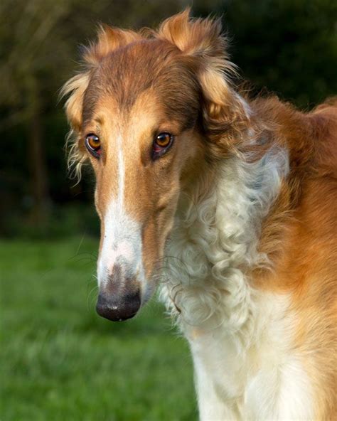 189 Best Borzoi Images On Pinterest Greyhounds